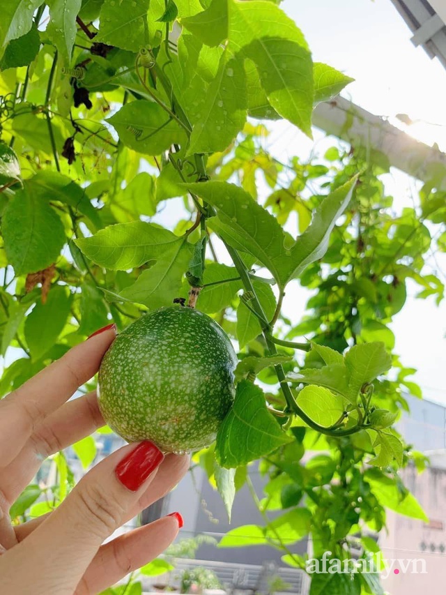 Khoảng sân thượng nhỏ đầy đủ rau sạch và hoa tươi của mẹ đảm ở Sài Gòn - Ảnh 11. Khoảng sân thượng nhỏ đầy đủ rau sạch và hoa tươi của mẹ đảm ở Sài Gòn - Ảnh 11.