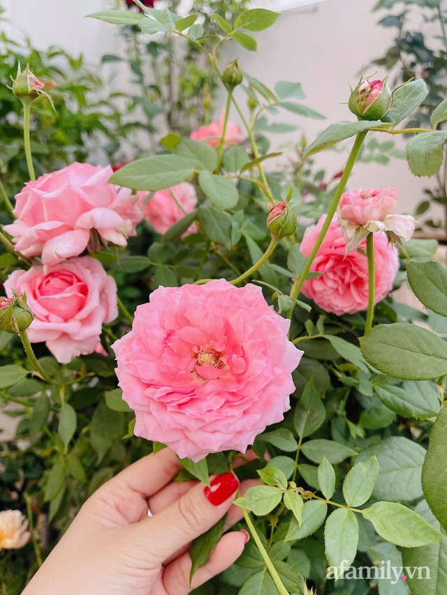 Khoảng sân thượng nhỏ đầy đủ rau sạch và hoa tươi của mẹ đảm ở Sài Gòn - Ảnh 19. Khoảng sân thượng nhỏ đầy đủ rau sạch và hoa tươi của mẹ đảm ở Sài Gòn - Ảnh 19.