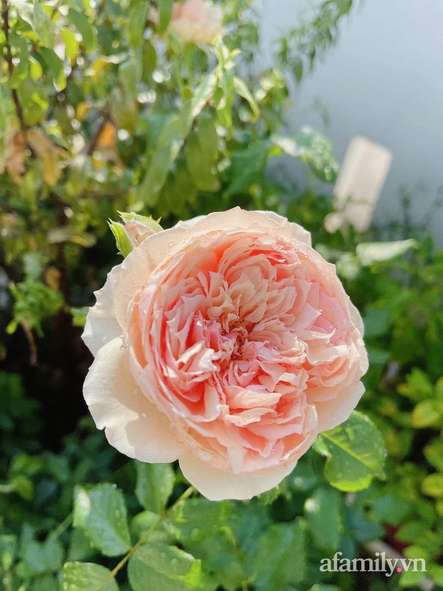 Khoảng sân thượng nhỏ đầy đủ rau sạch và hoa tươi của mẹ đảm ở Sài Gòn - Ảnh 22. Khoảng sân thượng nhỏ đầy đủ rau sạch và hoa tươi của mẹ đảm ở Sài Gòn - Ảnh 22.