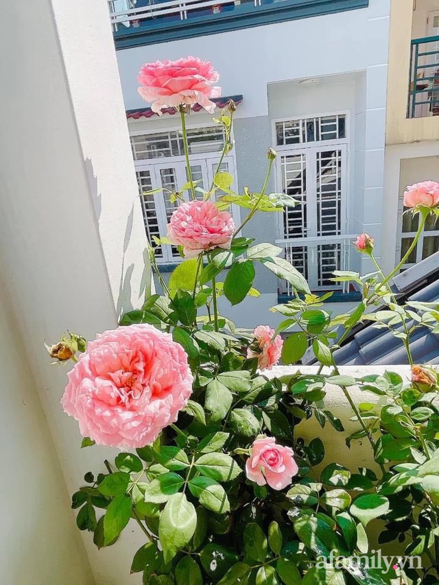Khoảng sân thượng nhỏ đầy đủ rau sạch và hoa tươi của mẹ đảm ở Sài Gòn - Ảnh 25.