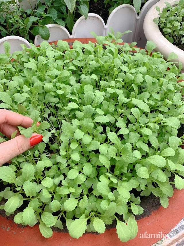 Khoảng sân thượng nhỏ đầy đủ rau sạch và hoa tươi của mẹ đảm ở Sài Gòn - Ảnh 5. Khoảng sân thượng nhỏ đầy đủ rau sạch và hoa tươi của mẹ đảm ở Sài Gòn - Ảnh 5.