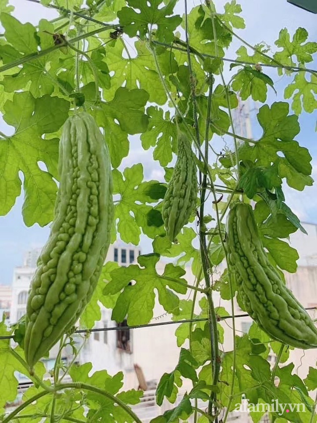 Khoảng sân thượng nhỏ đầy đủ rau sạch và hoa tươi của mẹ đảm ở Sài Gòn - Ảnh 8. Khoảng sân thượng nhỏ đầy đủ rau sạch và hoa tươi của mẹ đảm ở Sài Gòn - Ảnh 8.