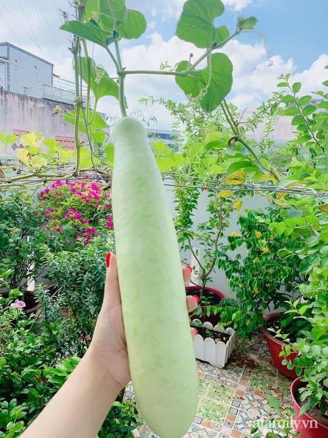 Khoảng sân thượng nhỏ đầy đủ rau sạch và hoa tươi của mẹ đảm ở Sài Gòn - Ảnh 9. Khoảng sân thượng nhỏ đầy đủ rau sạch và hoa tươi của mẹ đảm ở Sài Gòn - Ảnh 9.