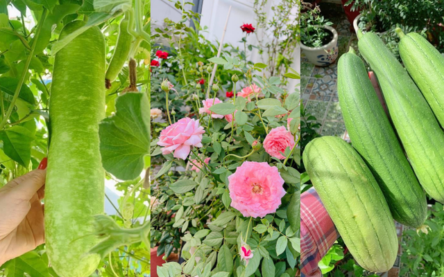 Khoảng sân thượng nhỏ đầy đủ rau sạch và hoa tươi của mẹ đảm ở Sài Gòn