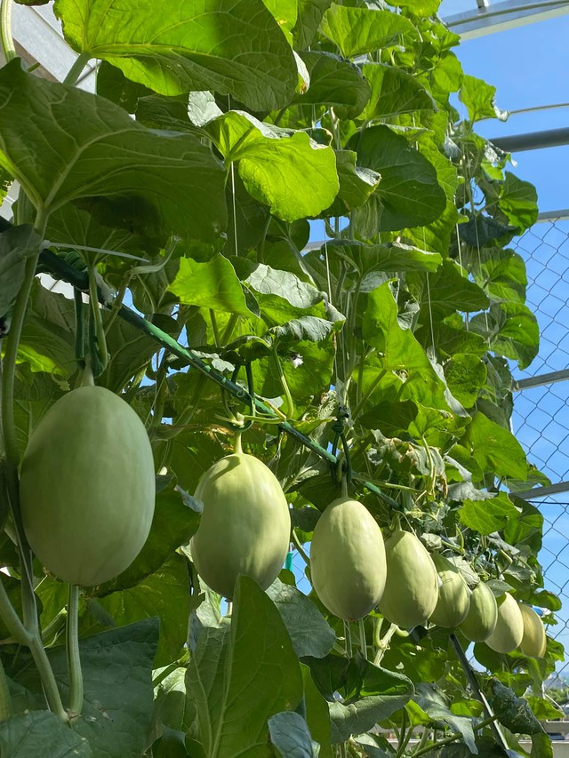 Mẹ đảm Đà Nẵng chia sẻ bí quyết vàng trồng rau quả theo mùa trên sân thượng, quanh năm năng suất trái sai trĩu cành - Ảnh 31.
