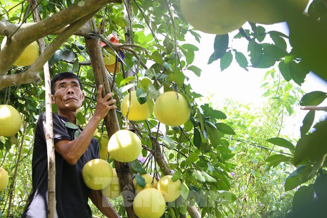  Bưởi đặc sản Phúc Trạch khó đầu ra, dân thấp thỏm lo bão đổ bộ  - Ảnh 2.