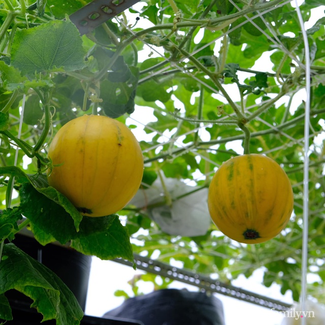 Thất bại liên tiếp khi bắt đầu trồng rau sân thượng, người vợ trẻ Đà Nẵng nhận được kết quả bất ngờ sau 1 năm nỗ lực - Ảnh 21.