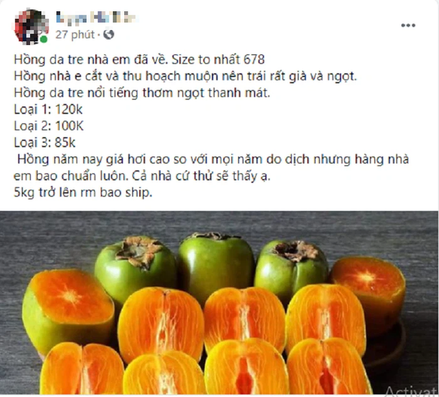 Hồng da tre giá cao hơn năm ngoái nhưng vẫn hút người mua - Ảnh 2.