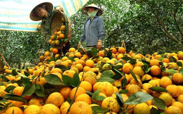 Cam Cao Phong lên sàn điện tử