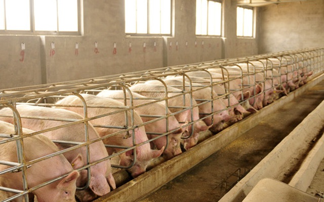 Từng được ‘quý như vàng’, giá thịt lợn lao dốc khiến doanh nghiệp top đầu Trung Quốc ngập trong nợ
