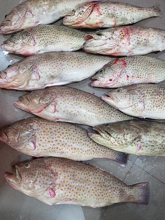 Dịch bệnh vắng khách du lịch, giá nhiều loại hải sản Phú Quốc giảm sâu - Ảnh 7.