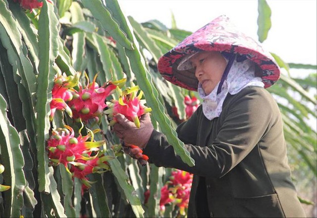 Nông sản Việt khó cạnh tranh tại Trung Quốc - Ảnh 1.