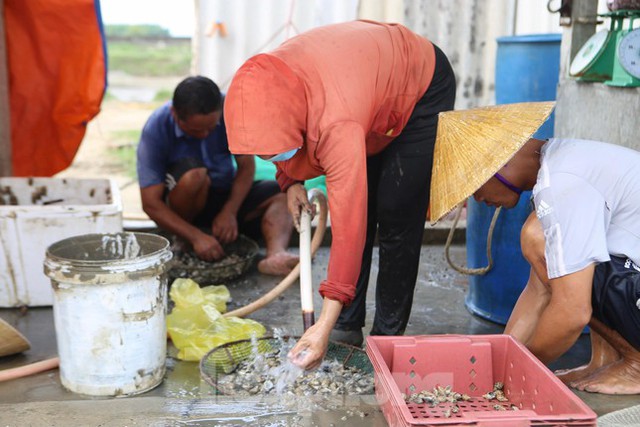 Nông dân Hà Tĩnh lao đao vì ốc hương rớt giá thê thảm - Ảnh 15.