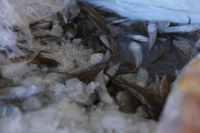 Hàng ngàn tấn hải sản nằm kho lạnh vì dịch, chủ hàng lo phá sản vì phải bù lỗ tiền điện - Ảnh 4.