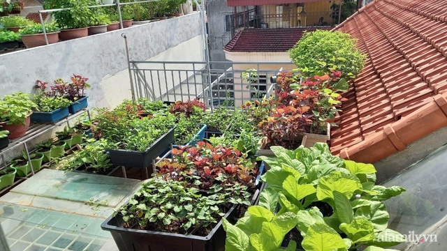 Khoảng sân thượng chỉ 15m² nhưng đủ các loại rau xanh tốt tươi không lo thiếu thực phẩm mùa dịch ở Hà Nội - Ảnh 1.