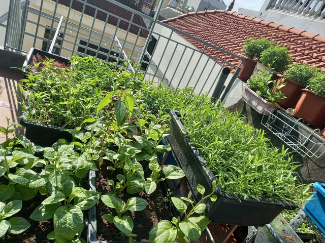 Khoảng sân thượng chỉ 15m² nhưng đủ các loại rau xanh tốt tươi không lo thiếu thực phẩm mùa dịch ở Hà Nội - Ảnh 17.