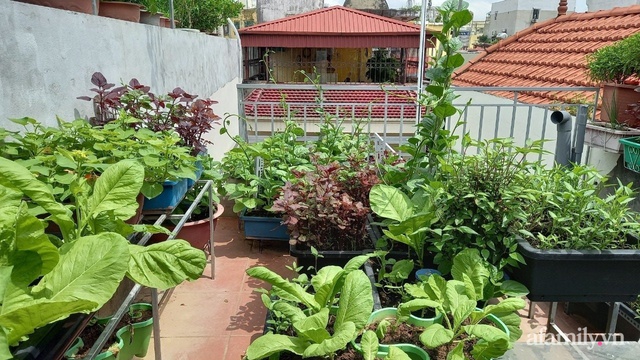 Khoảng sân thượng chỉ 15m² nhưng đủ các loại rau xanh tốt tươi không lo thiếu thực phẩm mùa dịch ở Hà Nội - Ảnh 18.