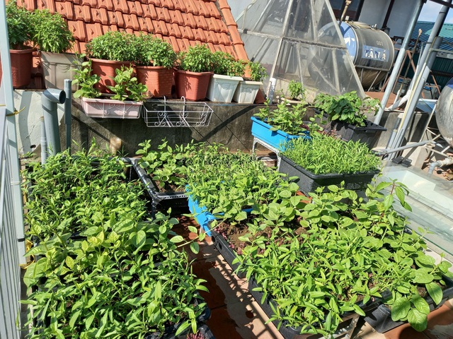 Khoảng sân thượng chỉ 15m² nhưng đủ các loại rau xanh tốt tươi không lo thiếu thực phẩm mùa dịch ở Hà Nội - Ảnh 22.