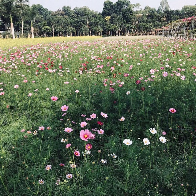 The second most beautiful university in Hanoi: What school is like a charming country, there is a story that has caused a stir on social media for a long time - Photo 6.