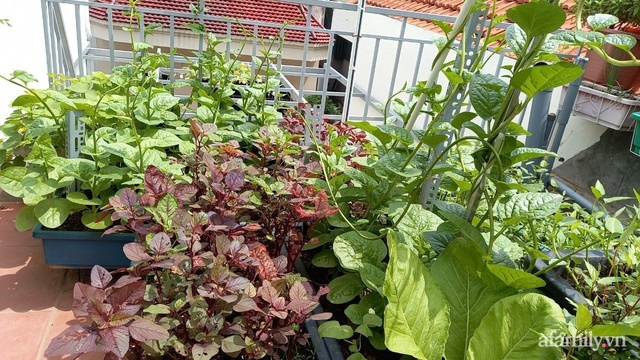 Khoảng sân thượng chỉ 15m² nhưng đủ các loại rau xanh tốt tươi không lo thiếu thực phẩm mùa dịch ở Hà Nội - Ảnh 9.