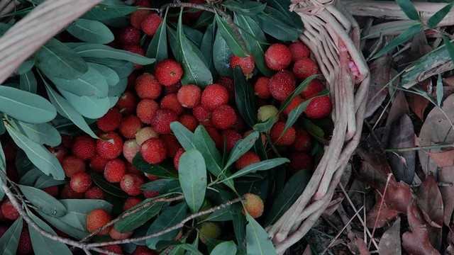 Cô gái trẻ bỏ phố về quê, sống những ngày an yên trong nhà thuê cùng khu vườn đủ loại rau trái - Ảnh 16.