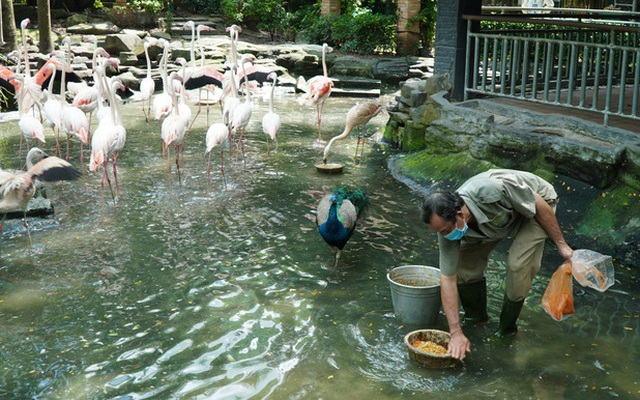 Mỗi ngày 2 lần, ông Trần Văn Tám đều đặn chuẩn bị thức ăn cho bầy hồng hạc. (Ảnh phóng viên Báo Người Lao Động chụp tại Thảo Cầm Viên Sài Gòn hôm 25-9)