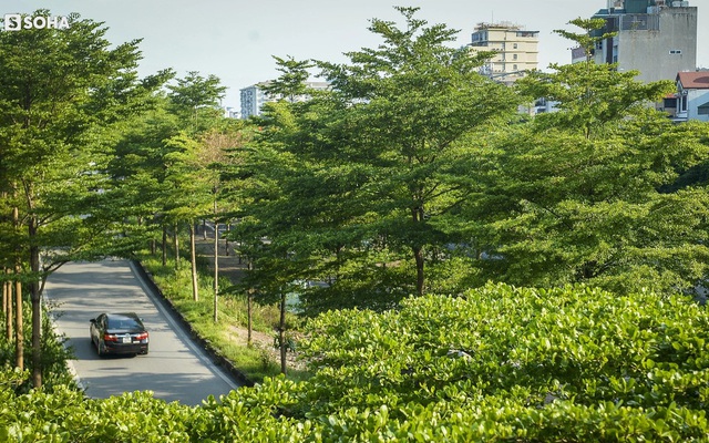Hệ thống cây xanh được thay thế trên đường phố Hà Nội trong thời gian vừa qua. Ảnh: Hoàng Hải