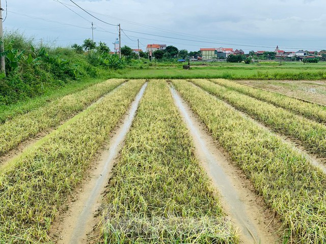  Xót xa hàng nghìn ha rau ở Nghệ An chết rũ ngoài đồng  - Ảnh 1.