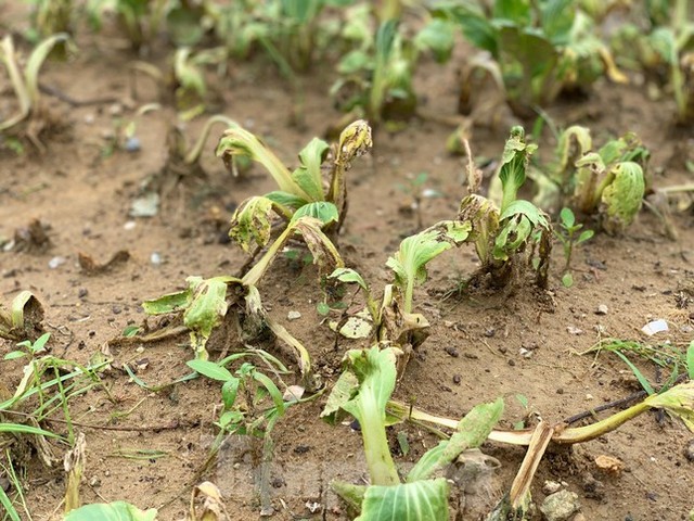  Xót xa hàng nghìn ha rau ở Nghệ An chết rũ ngoài đồng  - Ảnh 3.