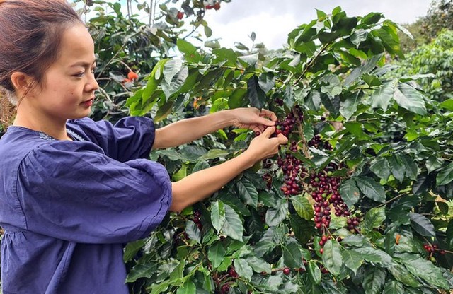  Lâm Đồng thiếu gần 50% lao động thu hái cà phê  - Ảnh 1.