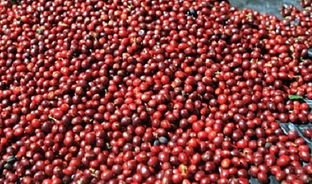  Lâm Đồng thiếu gần 50% lao động thu hái cà phê  - Ảnh 2.