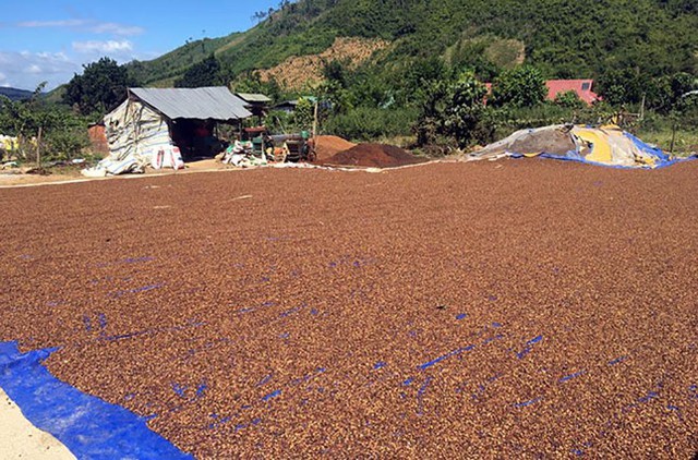  Lâm Đồng thiếu gần 50% lao động thu hái cà phê  - Ảnh 3.