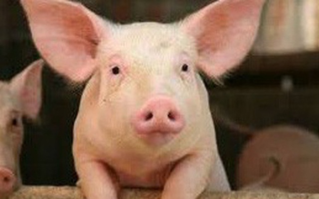 Mỗi con lợn mất hơn 1 triệu đồng, chủ lợn lỗ nặng bỏ chuồng (ảnh minh họa).