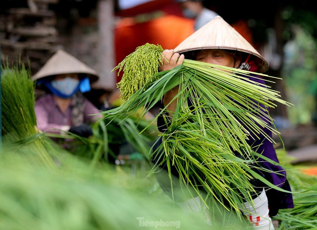 Làng nghề Mễ Trì lại đỏ lửa suốt ngày đêm làm đặc sản cốm vào mùa thu - Ảnh 2.