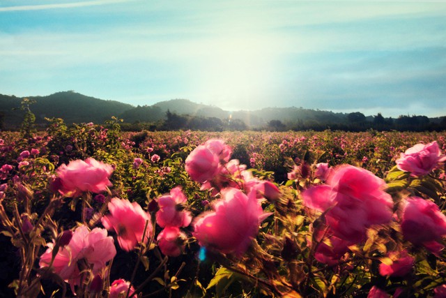 Bí mật bên trong nông trại Mul, nơi trồng hoa cho Chanel làm nước hoa - Ảnh 4.