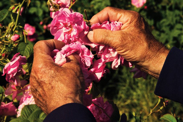Bí mật bên trong nông trại Mul, nơi trồng hoa cho Chanel làm nước hoa - Ảnh 5.