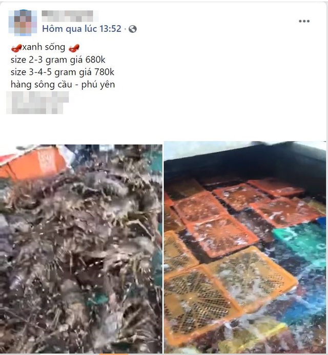Giá tôm hùm xanh Phú Yên tăng cao sau nhiều năm mất mùa vì thiên tai, chợ mạng rao bán 680.000/kg - Ảnh 4.