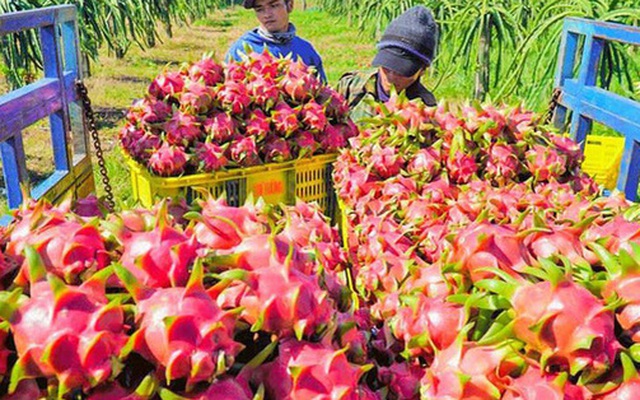 Trung Quốc tạm dừng nhập thanh long Việt Nam, Bộ Công Thương đề nghị tạo thuận lợi Trung Quốc tạm dừng nhập thanh long Việt Nam, Bộ Công Thương đề nghị tạo thuận lợi