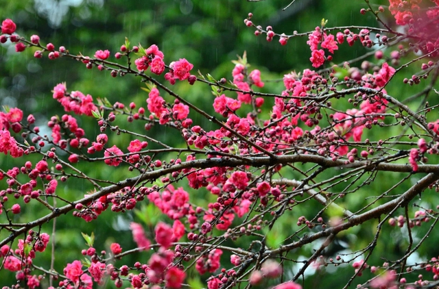 Đây là lý do quan trọng nhưng ít người biết vì sao cành đào và cây quất ảnh hưởng đến tài vận trong cả năm - Ảnh 1.