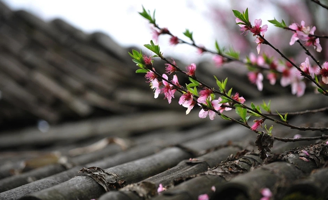 Đây là lý do quan trọng nhưng ít người biết vì sao cành đào và cây quất ảnh hưởng đến tài vận trong cả năm - Ảnh 2.