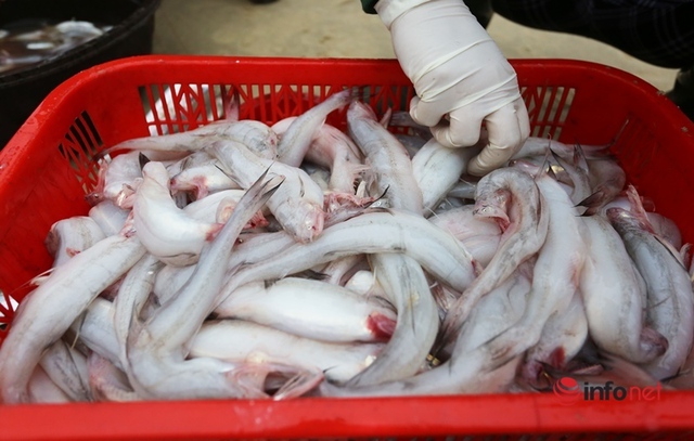 Trúng mùa cá khoai, ngư dân xứ Quảng thu nhập tiền triệu mỗi ngày - Ảnh 2.