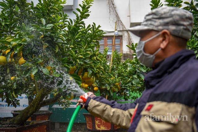 Ngắm vườn bưởi cảnh tiền tỷ của lão nông Hà Nội khiến nhiều đại gia thay nhau chốt đơn - Ảnh 2.