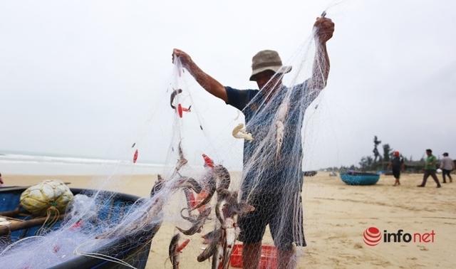 Trúng mùa cá khoai, ngư dân xứ Quảng thu nhập tiền triệu mỗi ngày - Ảnh 4.