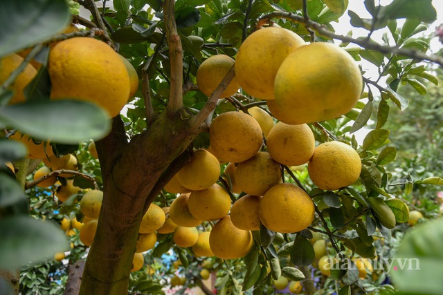 Ngắm vườn bưởi cảnh tiền tỷ của lão nông Hà Nội khiến nhiều đại gia thay nhau chốt đơn - Ảnh 7.