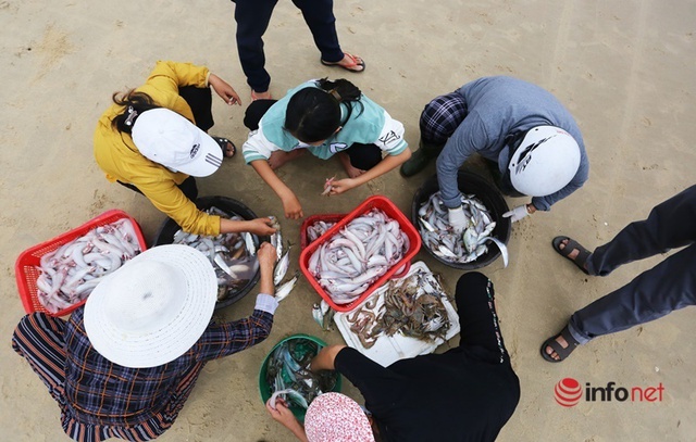 Trúng mùa cá khoai, ngư dân xứ Quảng thu nhập tiền triệu mỗi ngày - Ảnh 8.