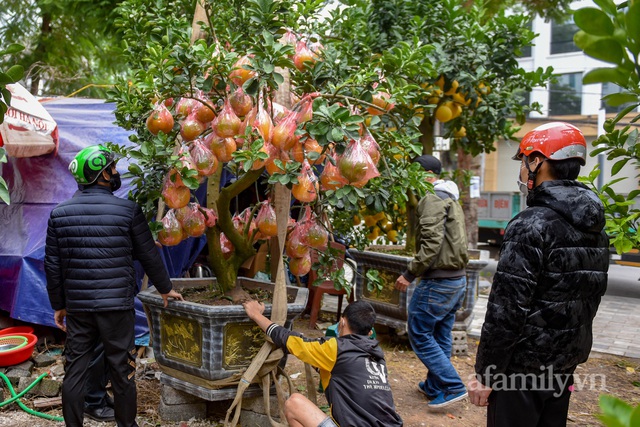 Ngắm vườn bưởi cảnh tiền tỷ của lão nông Hà Nội khiến nhiều đại gia thay nhau chốt đơn - Ảnh 8.