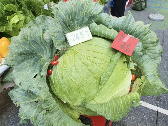 Người Đài Loan dùng độc chiêu tạo ra giống bắp cải khổng lồ nặng gần 15 kg - hoá ra cây cỏ cũng cần được sống trong âm nhạc - Ảnh 1.