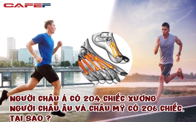 Tại sao người châu Á chỉ có 204 chiếc xương trong khi người Châu Âu và Châu Mỹ có đến 206 chiếc? Hóa ra 2 mảnh ghép còn lại đã biến mất vì lý do này