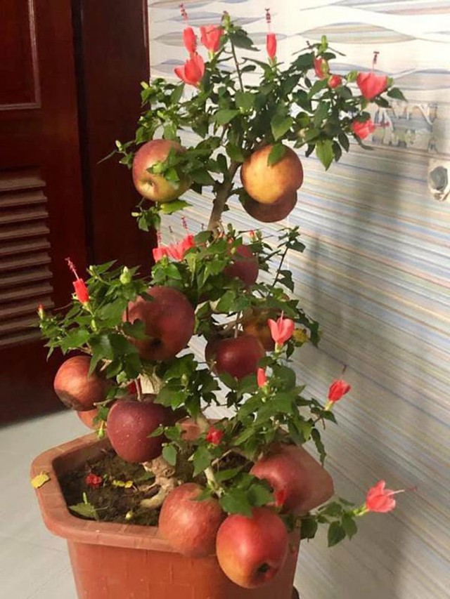 Những cú lừa không ngờ khi mua cây cảnh ngày Tết: táo bonsai nở hoa dâm bụt, hải đường chi chít nụ nhờ keo 502 ... không ít người từng dính nhưng cũng phải ngậm ngùi bó tay - Ảnh 2.