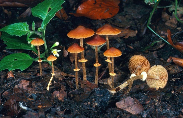 7 loại nấm độc chết người bậc nhất thế giới và những tác hại khủng khiếp với cơ thể - Ảnh 2.